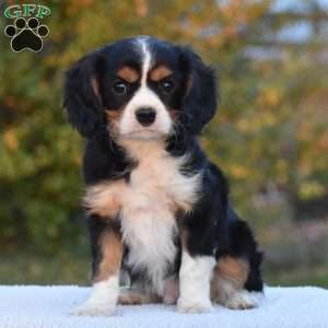 Bobby, Cavalier King Charles Spaniel Puppy